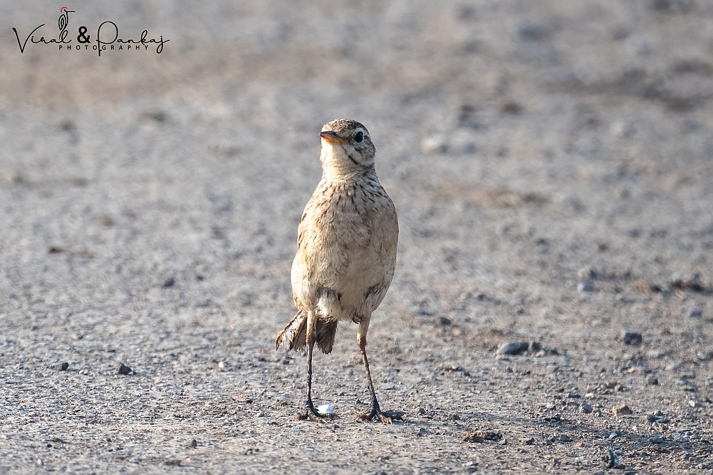 Paddyfield Pipit